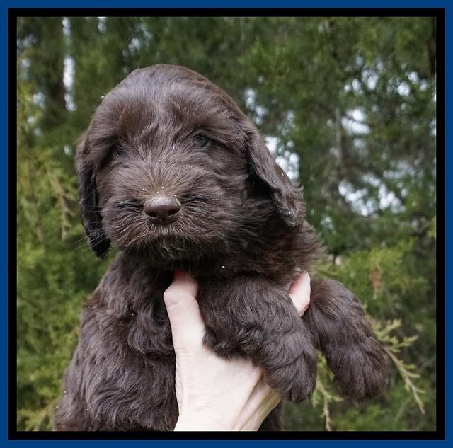 Caymen solo pups 6 wks old 11