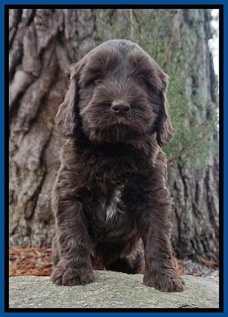 Caymen solo pups 6 wks old 31