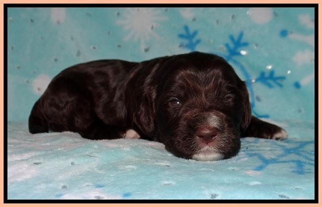 Cayman Solo pups 2 wk old 131