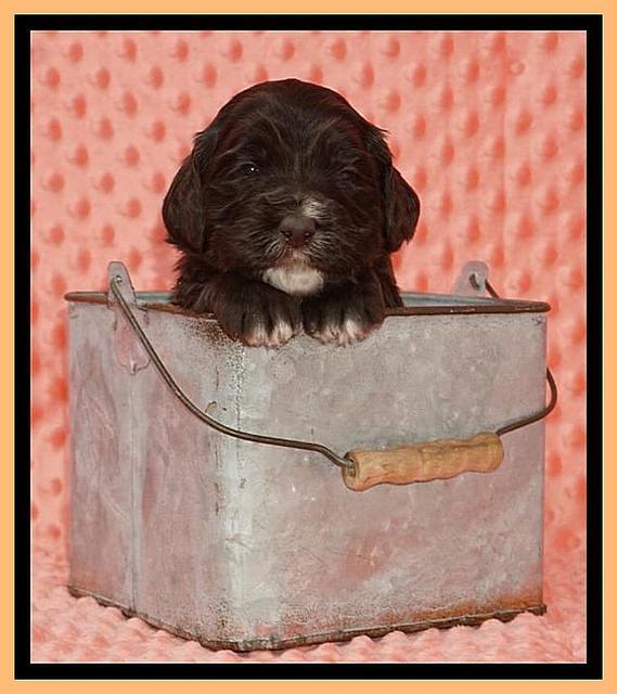 Caymen Solo pups 3 wks old 12122