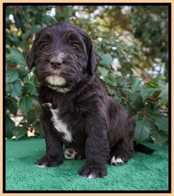 Caymen Solo pups 4 wks old 261