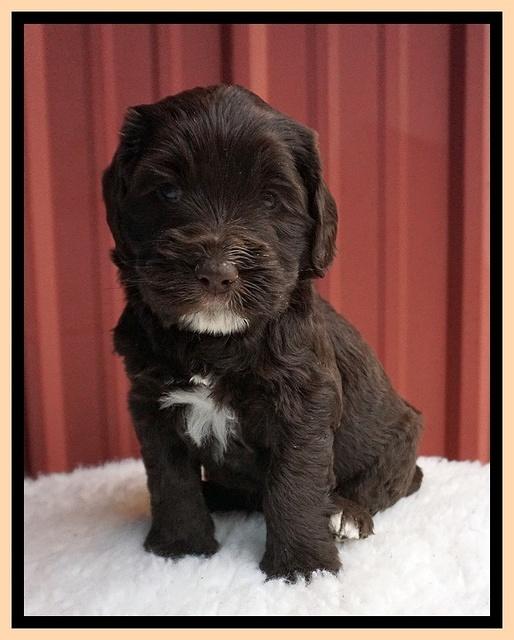 Caymen Solo pups 5 wks old 301