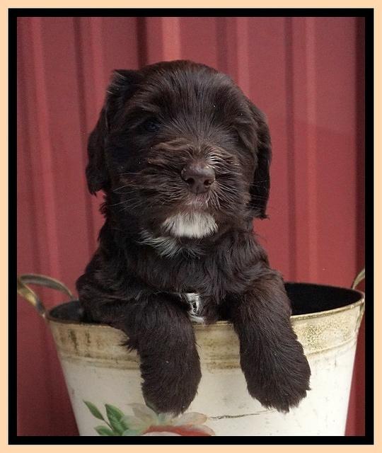 Caymen Solo pups 5 wks old 311