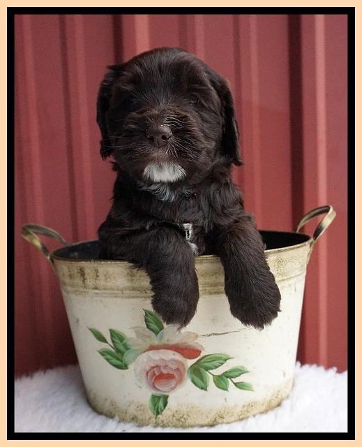 Caymen Solo pups 5 wks old 321