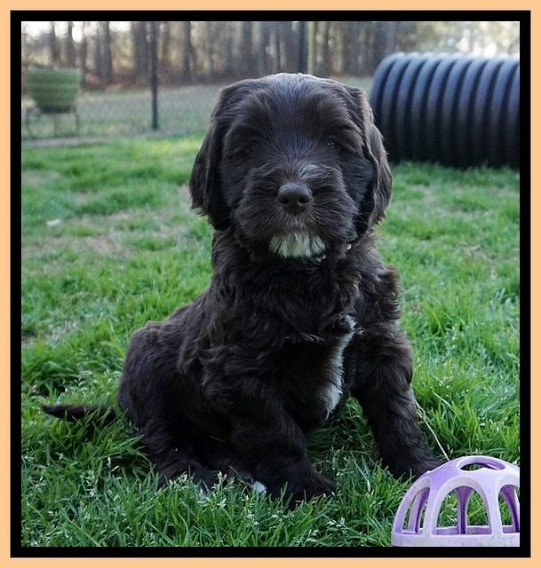 Caymen Solo pups 7 wks old391