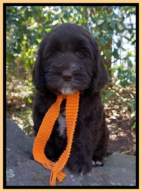 Caymen Solo pups 8 wks old 141