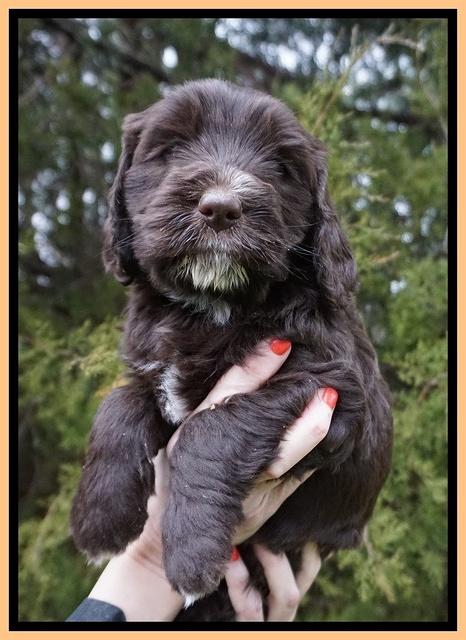 Caymen solo pups 6 wks old 451