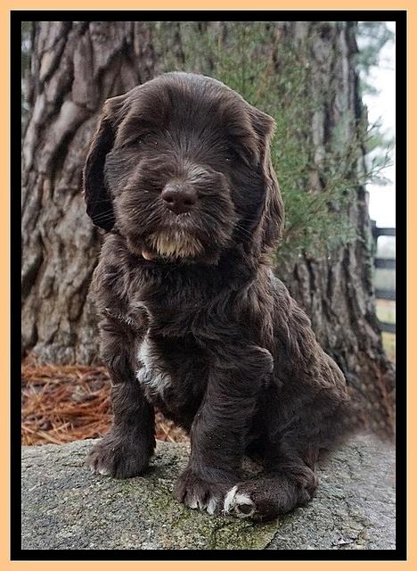 Caymen solo pups 6 wks old 481