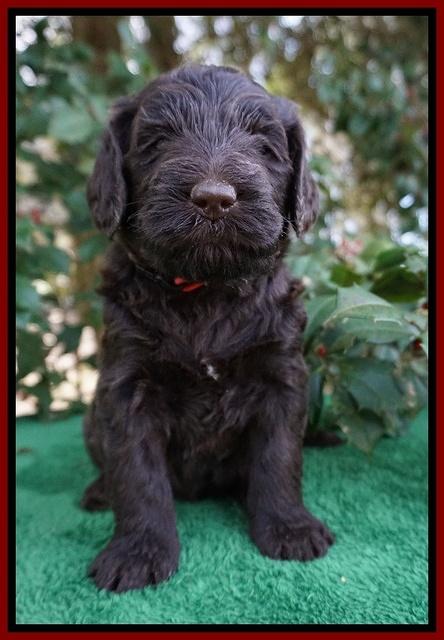 Caymen Solo pups 4 wks old 51