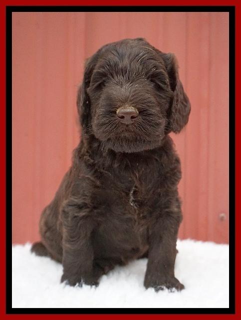 Caymen Solo pups 5 wks old 41