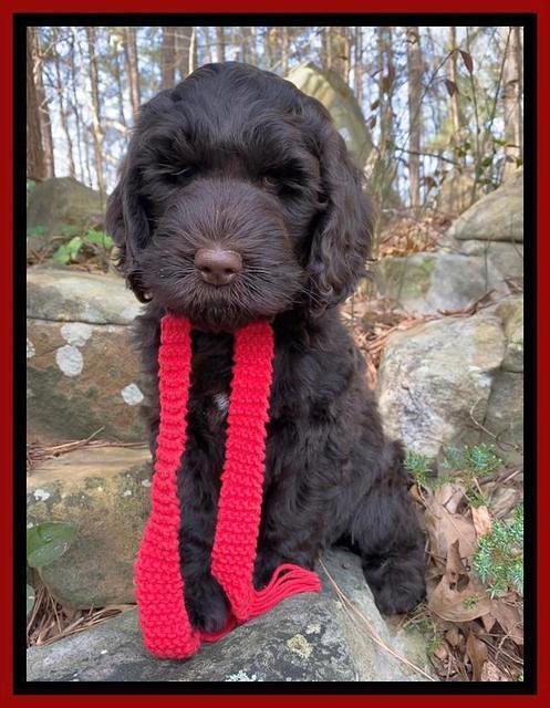 Caymen Solo pups 8 wks old 291