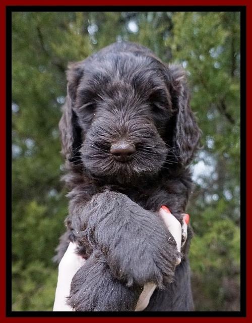 Caymen solo pups 6 wks old 61