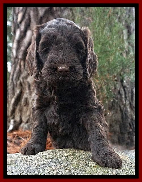 Caymen solo pups 6 wks old 71