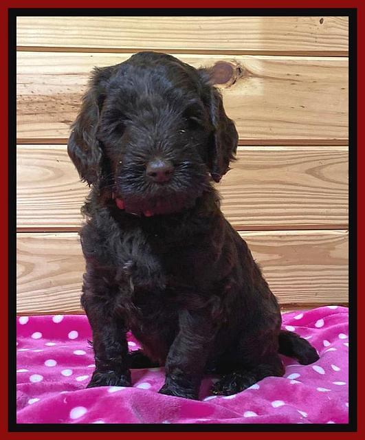 Caymen solo pups 6 wks old 81