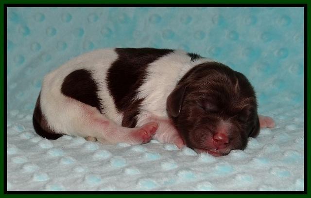 Cayman Solo Newborn 31