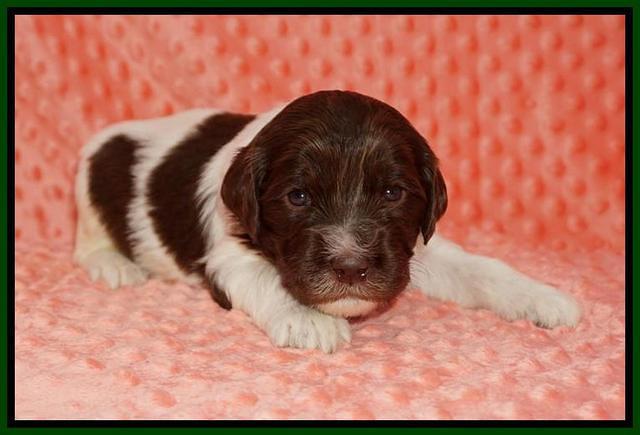 Caymen Solo pups 3 wks old 81
