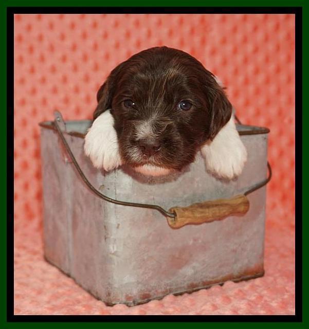 Caymen Solo pups 3 wks old 91