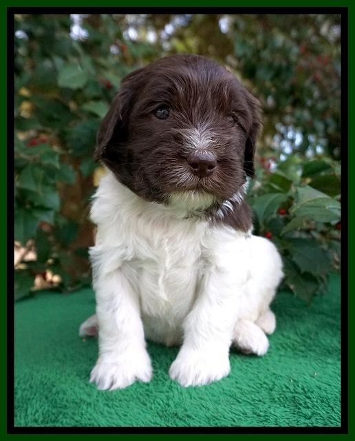 Caymen Solo pups 4 wks old 71