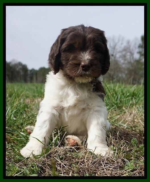 Caymen Solo pups 7 wks old121