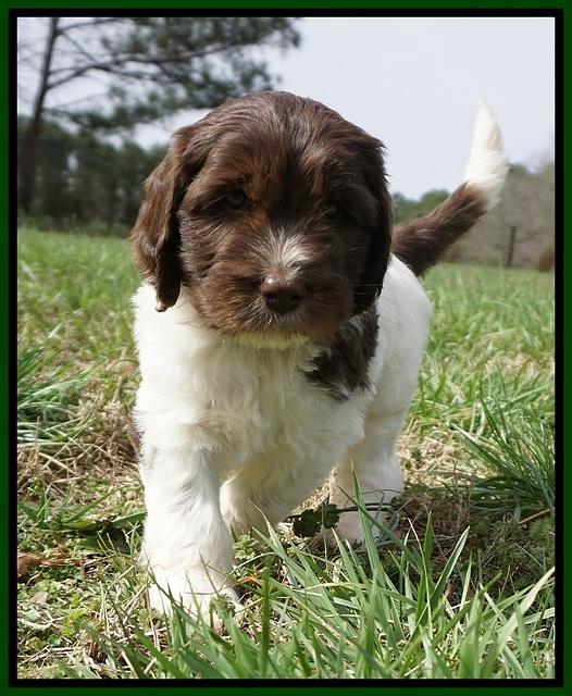 Caymen Solo pups 7 wks old131