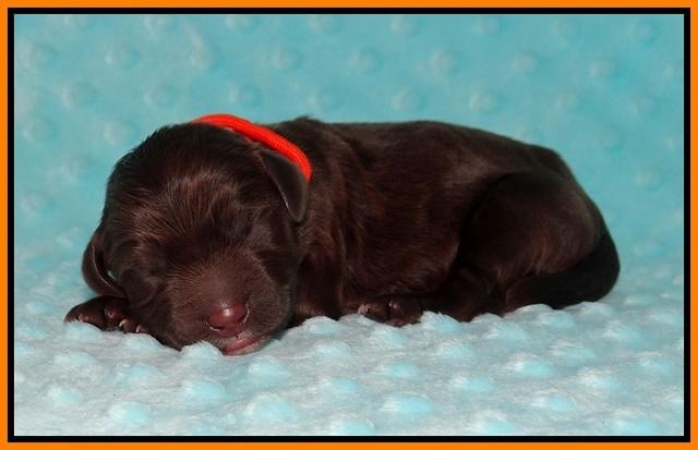 Cayman Solo Newborn 41