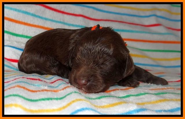 Cayman Solo pups 1 wk old 620