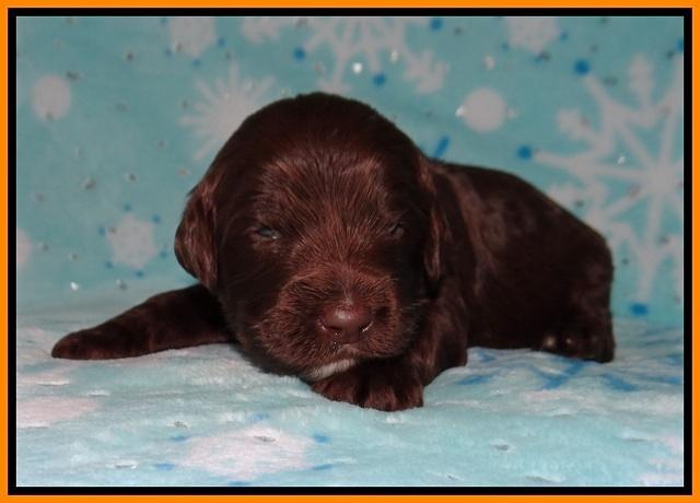 Cayman Solo pups 2 wk old 61
