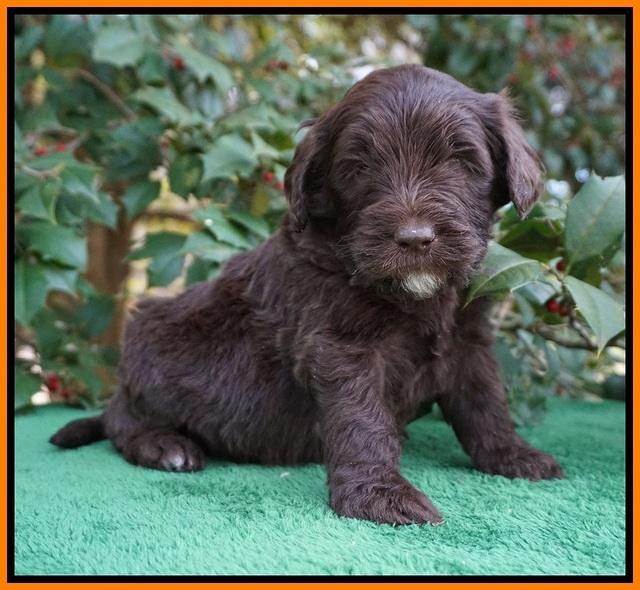 Caymen Solo pups 4 wks old 111