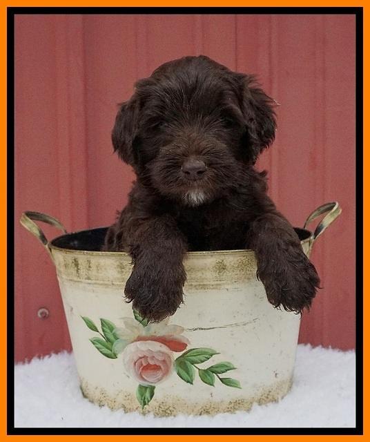 Caymen Solo pups 5 wks old 111