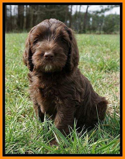 Caymen Solo pups 7 wks old171