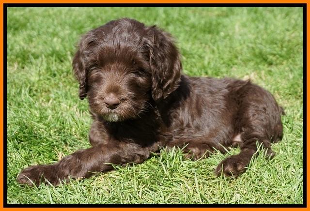 Caymen Solo pups 7 wks old181