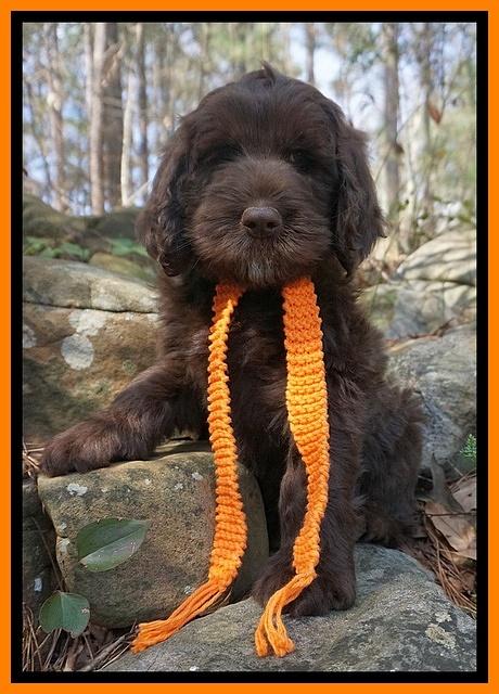Caymen Solo pups 8 wks old 381