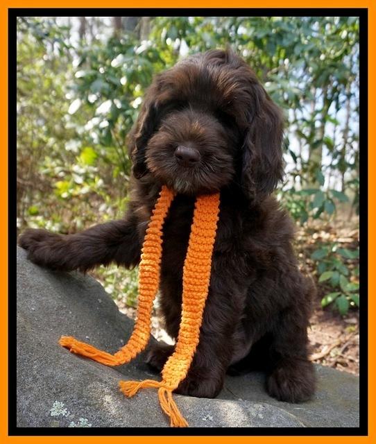 Caymen Solo pups 8 wks old 401