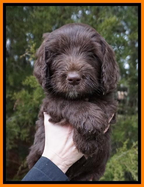 Caymen solo pups 6 wks old 151