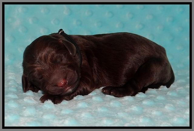 Cayman Solo Newborn 51