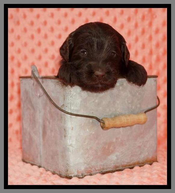 Caymen Solo pups 3 wks old 141