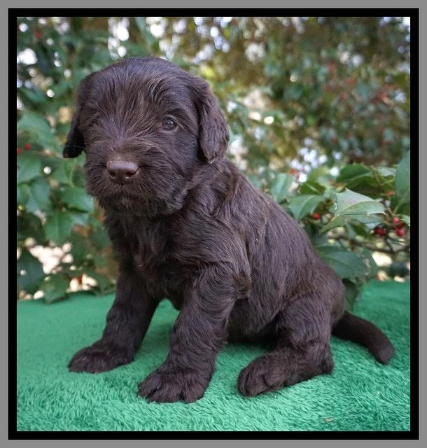 Caymen Solo pups 4 wks old 131