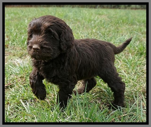 Caymen Solo pups 7 wks old221