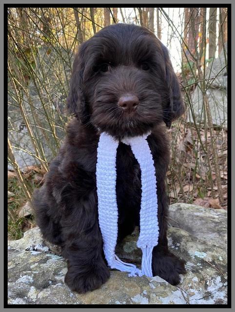 Caymen Solo pups 8 wks old 231