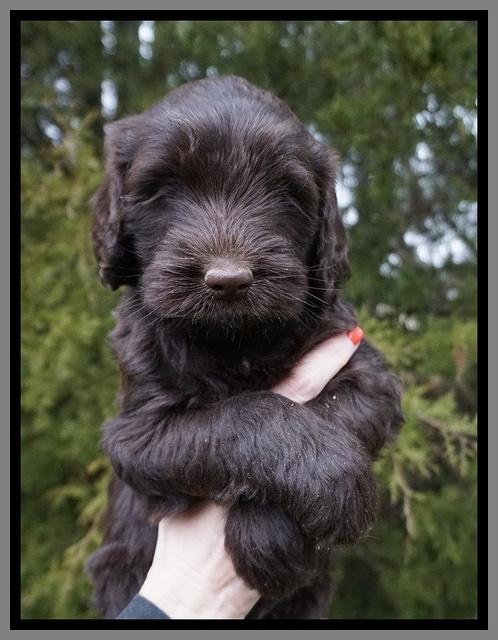 Caymen solo pups 6 wks old 191