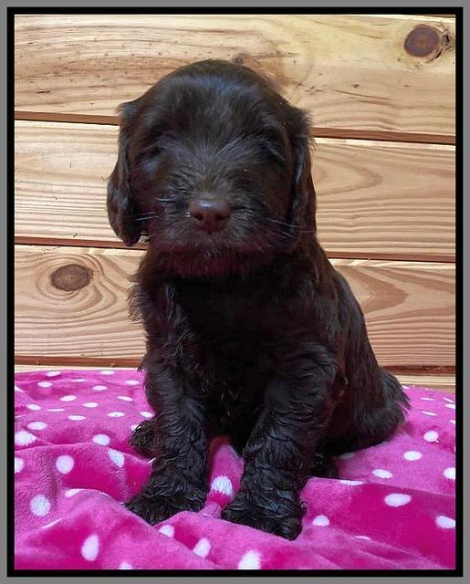 Caymen solo pups 6 wks old 211