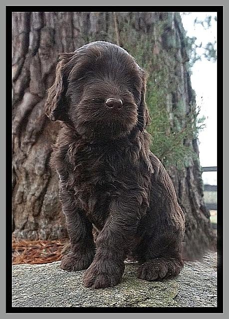 Caymen solo pups 6 wks old 221