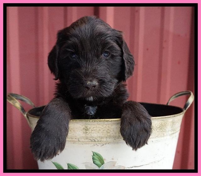 Caymen Solo pups 5 wks old 181