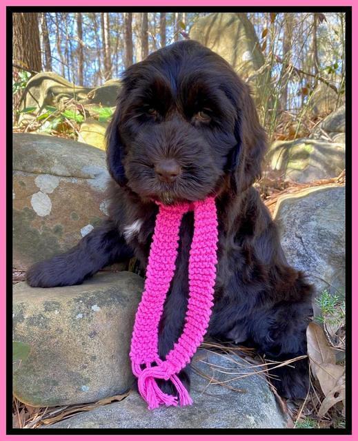 Caymen Solo pups 8 wks old 71