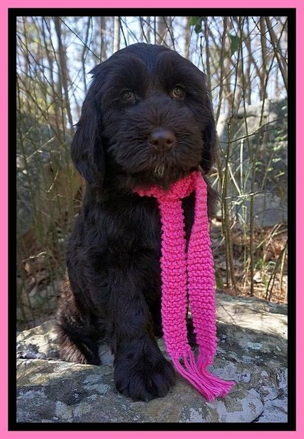 Caymen Solo pups 8 wks old 91