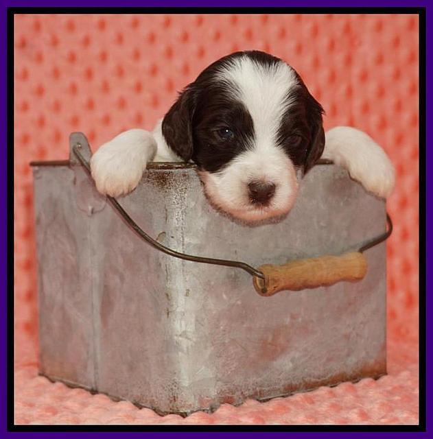 Caymen Solo pups 3 wks old 5122