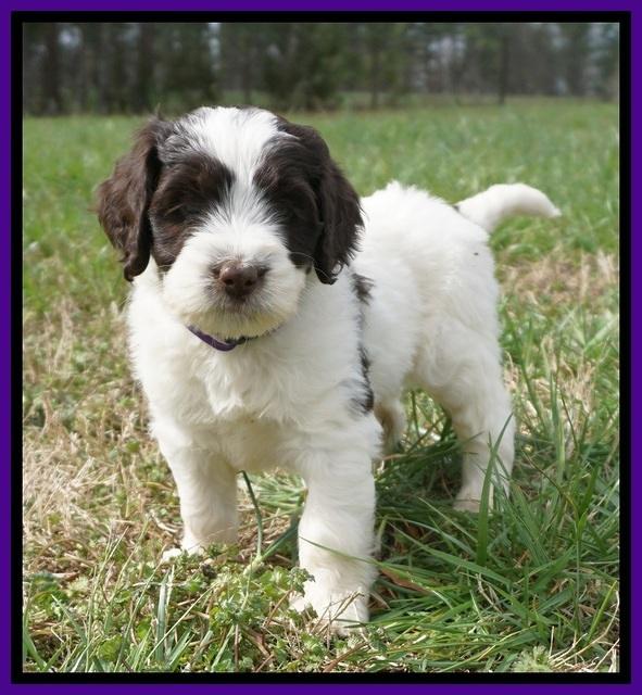 Caymen Solo pups 7 wks old261