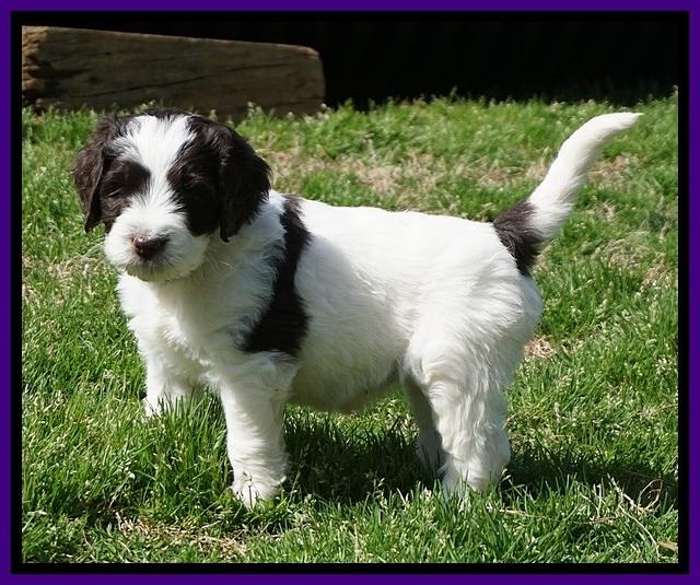 Caymen Solo pups 7 wks old271