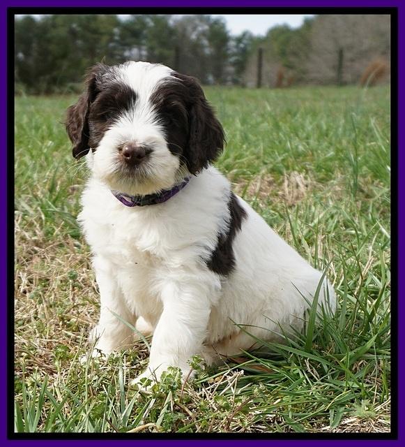 Caymen Solo pups 7 wks old291