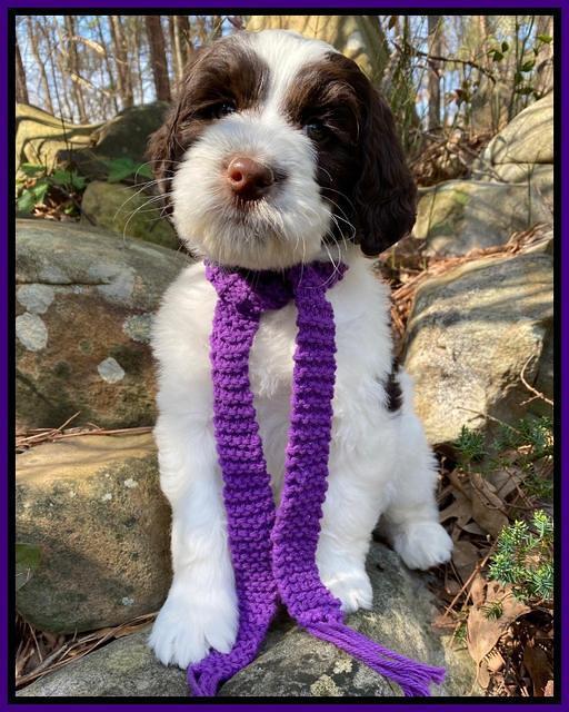 Caymen Solo pups 8 wks old 131